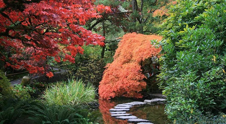 Gain Big Benefits With Biodiversity From Mixed Plantings - Nature Hills Nursery