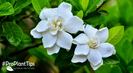 Gardenia Shrubs Rock: A Cheat Sheet for Making Them Work for You - Nature Hills Nursery