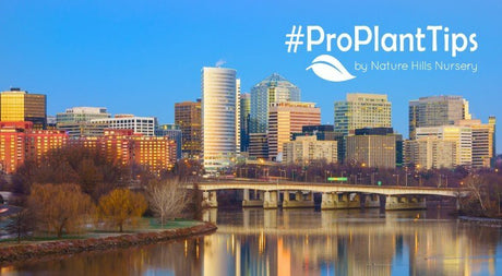 Gardening in Arlington: The Best Plants For Virginia’s Gardens - Nature Hills Nursery