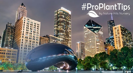 Gardening in Chicago: Best Plants for Success - Nature Hills Nursery