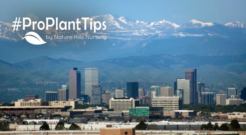 Gardening in Denver: Thrive in Your Unique Climate - Nature Hills Nursery