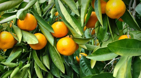 Get More Fruit in Small Yards With High Density Planting - Nature Hills Nursery