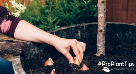 Getting Summer Bulbs Ready for Winter! - Nature Hills Nursery