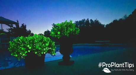 Glow in the Dark Flowers! Introducing the Firefly Petunia - Nature Hills Nursery