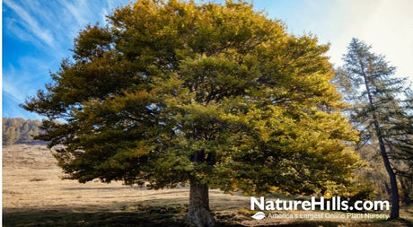 Go-To Shade With Extraordinary Color: New & Improved Elms! - Nature Hills Nursery