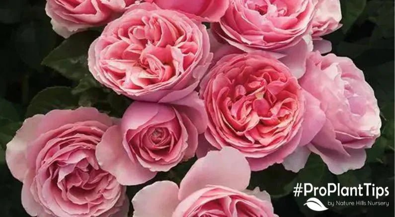 Grandiflora Roses: What Are They and How to Care for Them - Nature Hills Nursery