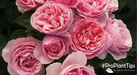 Grandiflora Roses: What Are They and How to Care for Them - Nature Hills Nursery