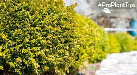 Great Shrub Alternatives for High-Maintenance Favorites! - Nature Hills Nursery