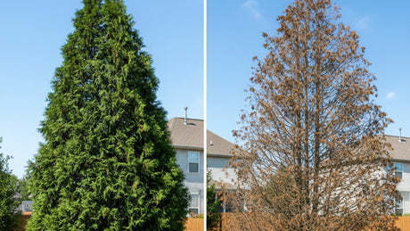 Green Giant Arborvitae vs Leyland Cypress side-by-side comparison showing healthy vs diseased trees