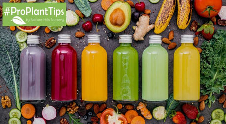 Grow Healthy By Starting a Juice Garden! - Nature Hills Nursery