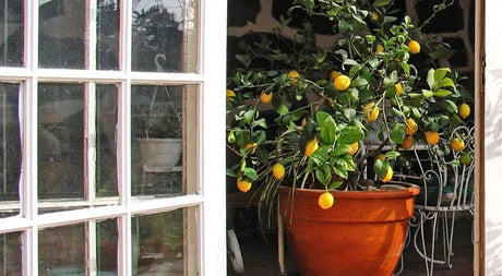 Grow Lemons in Pots: Victory Garden Selection Guide - Nature Hills Nursery
