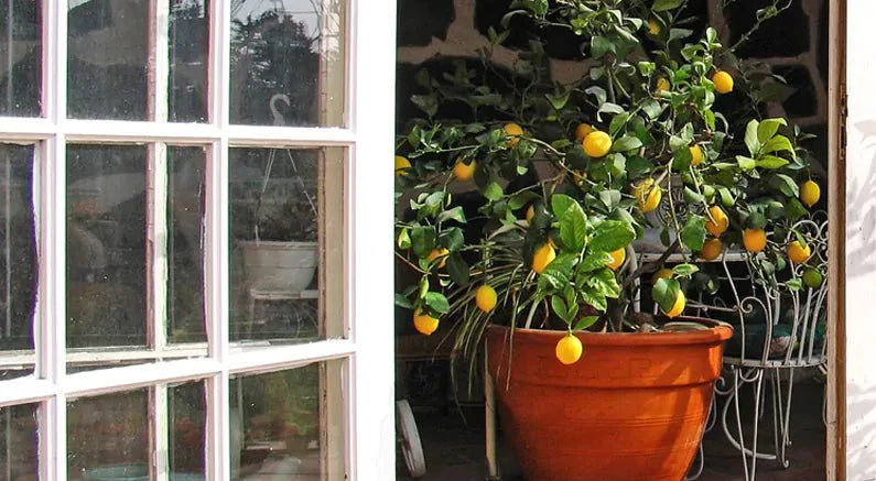 Grow Lemons in Pots: Victory Garden Selection Guide - Nature Hills Nursery