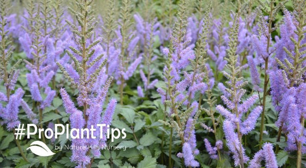 Astilbe Care Guide: Feathery Blooms for Shade Gardens