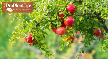 Growing & Caring for Pomegranate Trees - Nature Hills Nursery