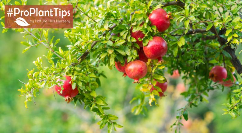 Growing & Caring for Pomegranate Trees - Nature Hills Nursery