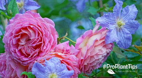 Growing Clematis And Roses Together - Nature Hills Nursery
