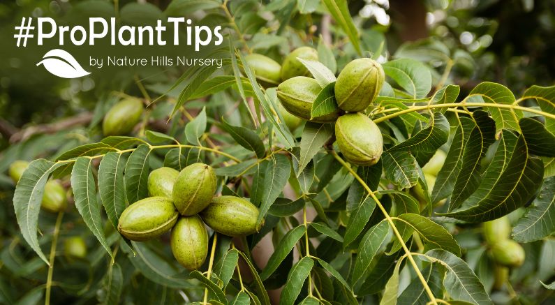 shop pecan trees and find care tips here