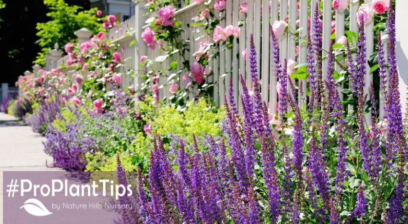 Growing Salvia and Which Varieties to Try - Nature Hills Nursery