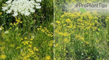Handle Wild Parsnip With Care - Nature Hills Nursery