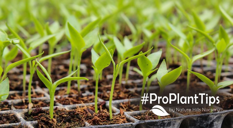Hardening Off Seedlings: Preparing Plants For The Outdoors - Nature Hills Nursery