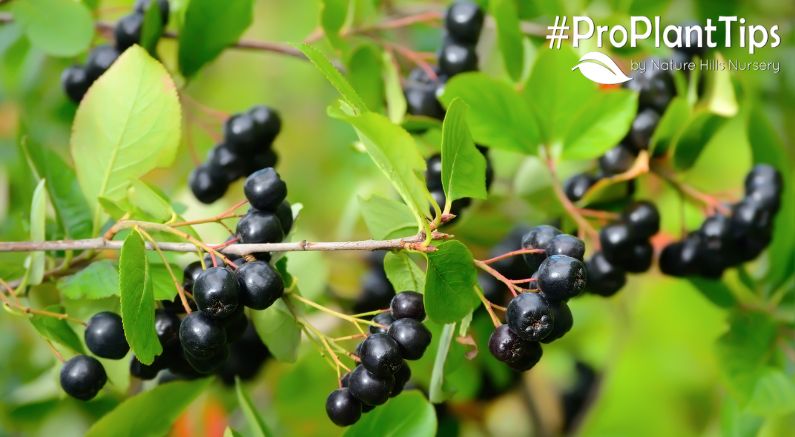 Health Benefits of Aronia Berries