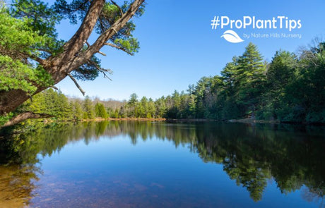 Hickory Trees - Native Shade, Longevity & Food - Nature Hills Nursery