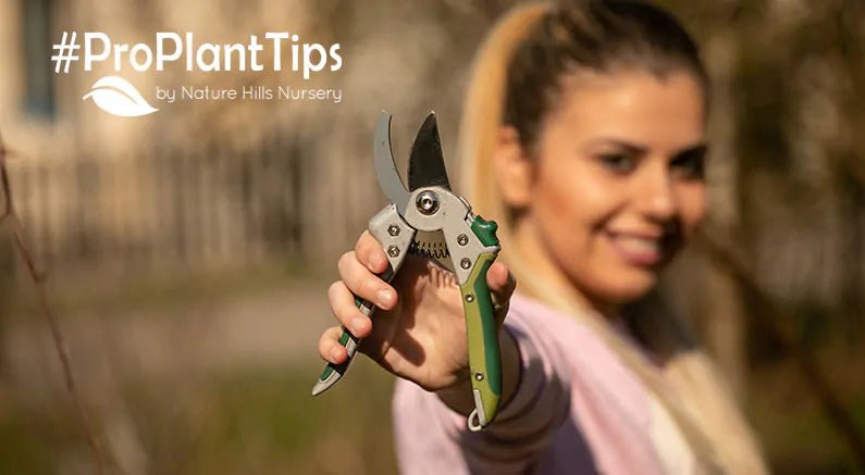 High-Density Planting and Successive Ripening Tips - Nature Hills Nursery