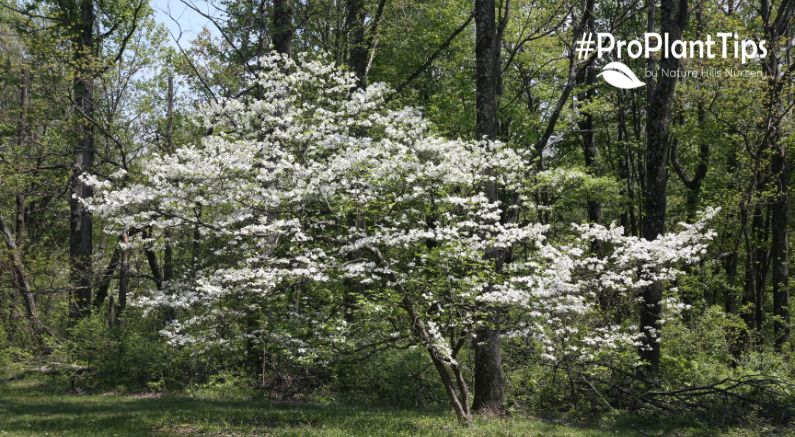 History Of The Dogwood Tree