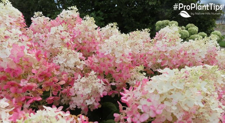 Hottest New Hydrangea on the Market: Meet French Manicure™! - Nature Hills Nursery