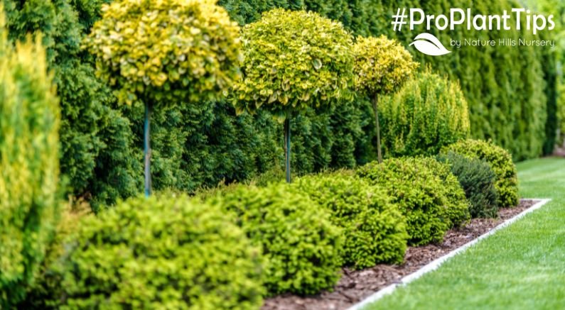 How to Choose the Right Shrubs for Your Yard