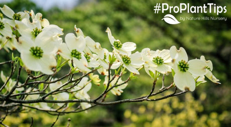 How Do You Care For Dogwood Trees? - Nature Hills Nursery