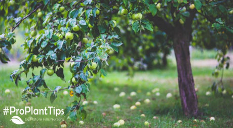 How Do You Select and Plant a Fruit Tree? - Nature Hills Nursery