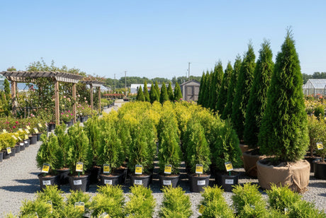 How much do privacy trees cost - arborvitae trees in different container sizes at a garden center showing price range options