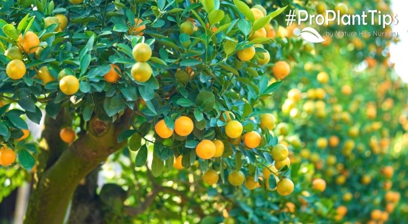 How Much Sun Do Fruit Trees Need? - Nature Hills Nursery