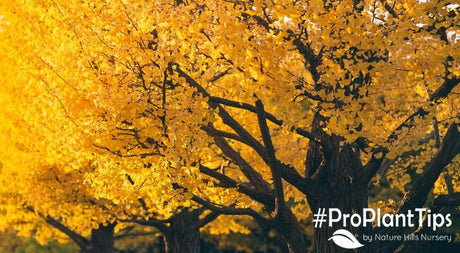 How To Care For A Ginkgo Tree - Nature Hills Nursery