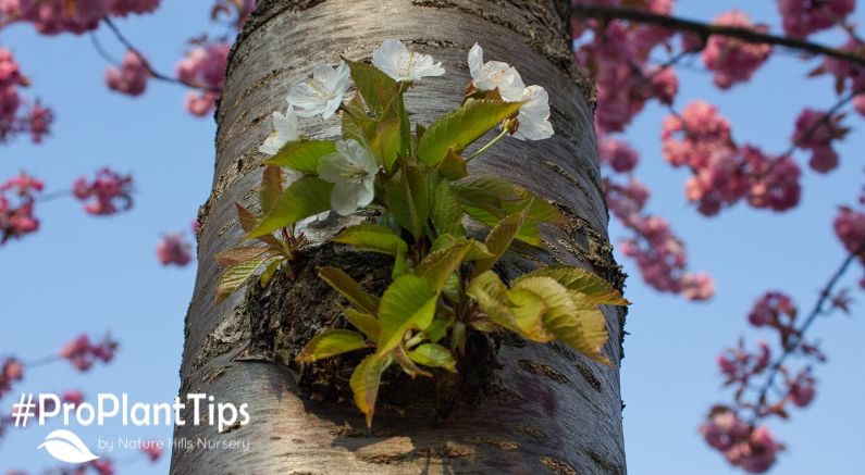 How to Control Tree Suckers & Water Sprouts - Nature Hills Nursery