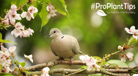 How to Create a Bird-Friendly Garden With Native Plants - Nature Hills Nursery