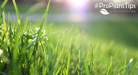 How to Easily Install Grass Plugs! - Nature Hills Nursery