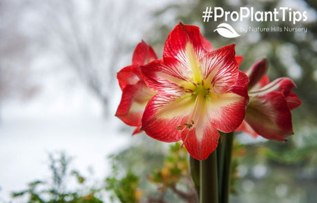 How to Garden in the Winter With Amaryllis! - Nature Hills Nursery