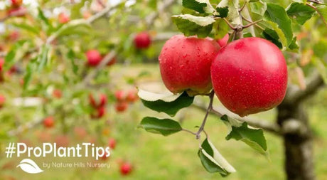 How to Grow an Apple Tree - Nature Hills Nursery