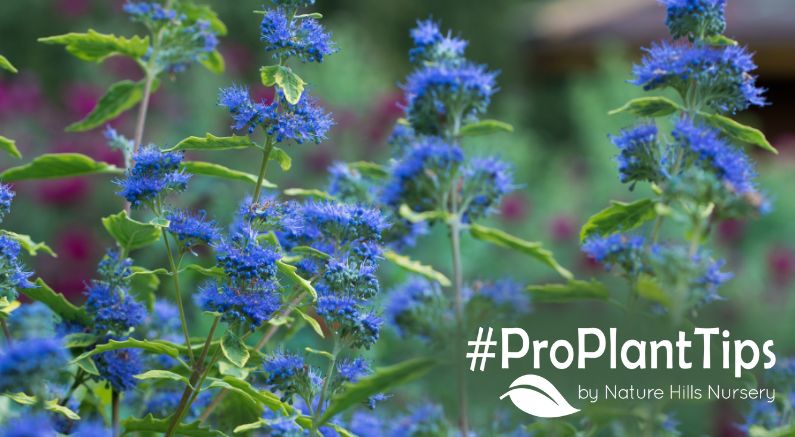 Bluebeard Bush Care: Grow Caryopteris Right