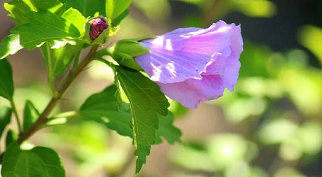How to Grow Healthy Plants - Nature Hills Nursery