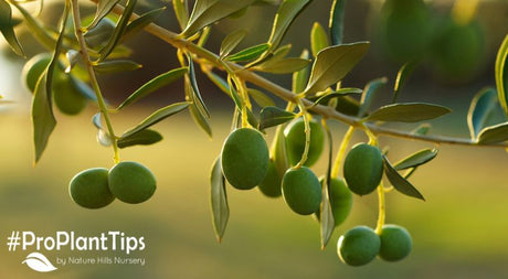 How to Grow Your Own Olives! - Nature Hills Nursery