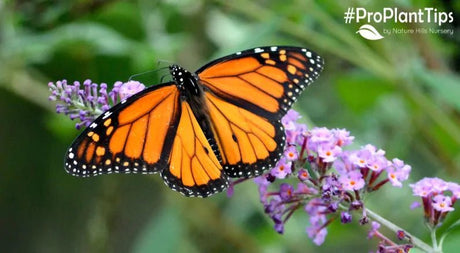 How to Help Pollinators and Beneficial Insects! - Nature Hills Nursery