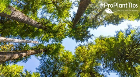 How To Identify Evergreen Trees Part 2: The Hemlock Tree! - Nature Hills Nursery