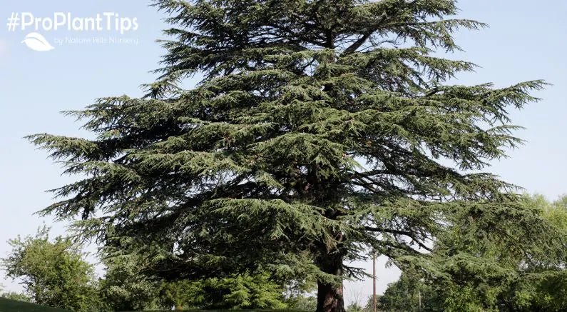 How to Identify Evergreen Trees Part 5: The Cedar Tree - Nature Hills Nursery