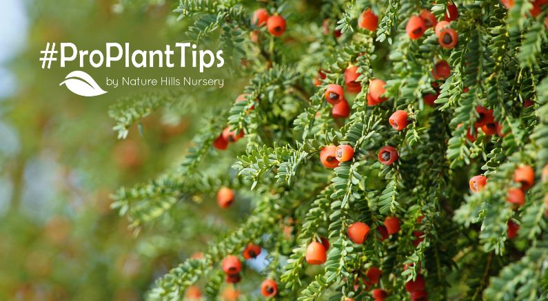 How To Identify Evergreens Part 9: Yew Bushes and Trees! - Nature Hills Nursery