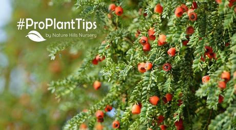 How To Identify Evergreens Part 9: Yew Bushes and Trees! - Nature Hills Nursery