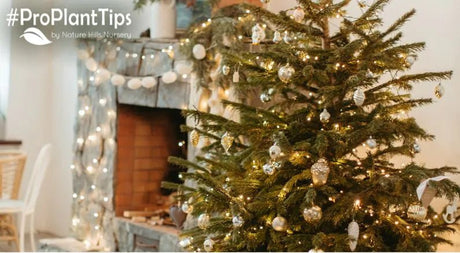 How to Keep Your Christmas Tree Fresh - Nature Hills Nursery