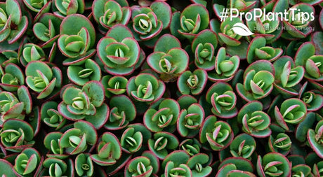 How to Pick the Right Sedum for Your Garden! - Nature Hills Nursery